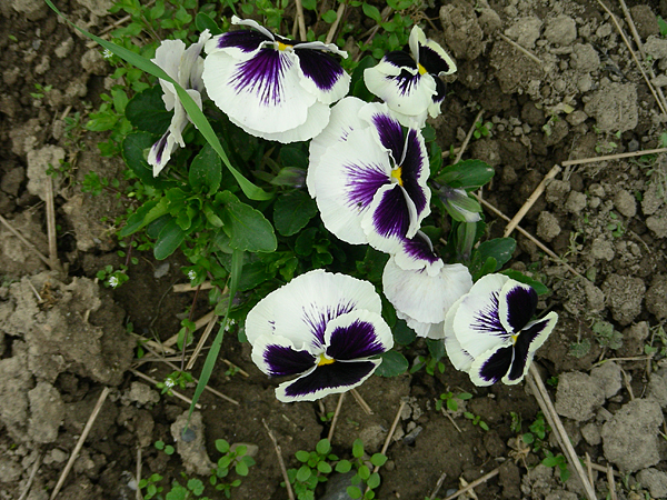 pansy in flower